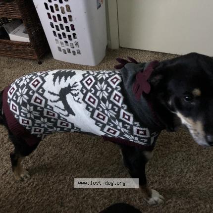 Photo 1/1 Reunited dog Lost in Corpus Christi