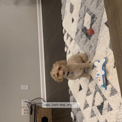 Photo 1/1 Reunited dog Lost in Twinsburg
