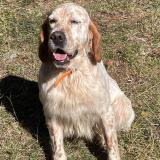 Picture of dog lost at La Mole