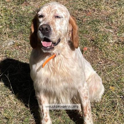 Photo 1/1 Dog reunited Lost in La mole