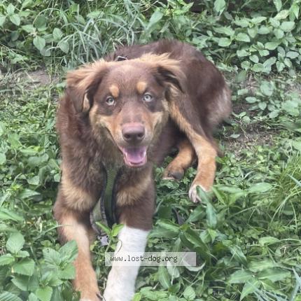 Picture of dog lost at Houston