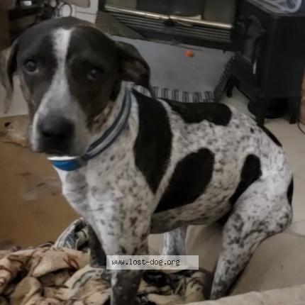 Photo 1/1 Reunited dog Lost in Perryville