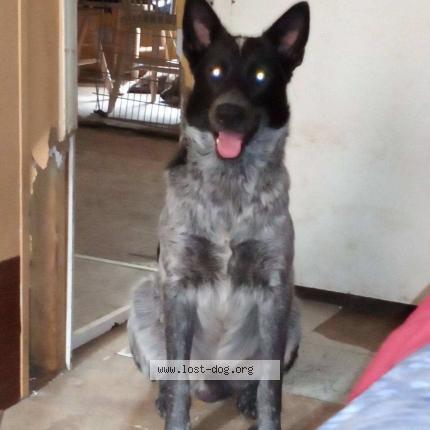 Photo 1/1 Reunited dog Lost in Crystal River