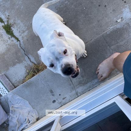 Picture of dog found at Chula Vista