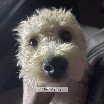 Picture of dog lost at Kissimmee