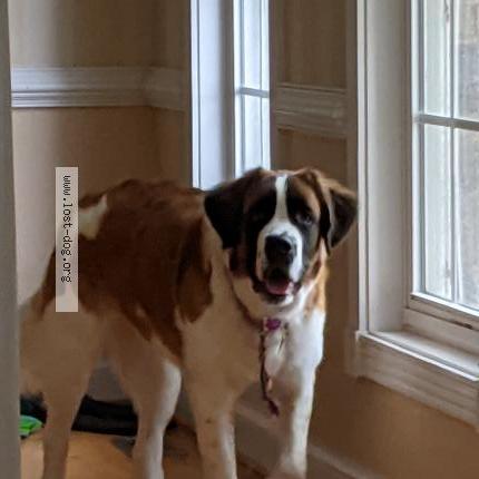 Photo 1/1 Reunited dog Lost in Norfolk