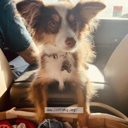 Picture of dog lost at Abilene