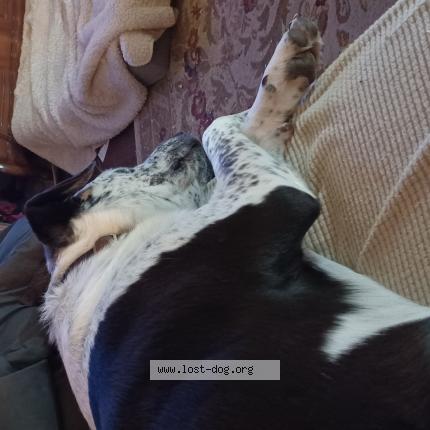 Photo 1/1 Reunited dog Found in Oklahoma City