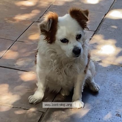 Picture of dog lost at Phoenix