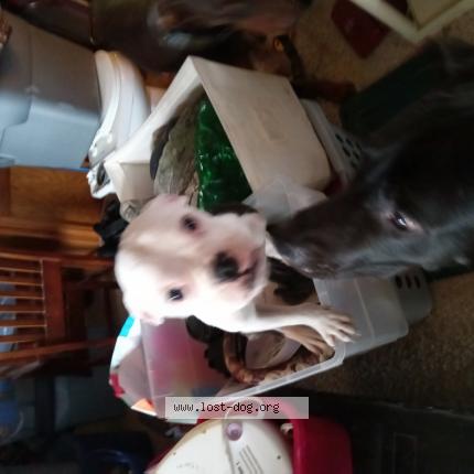 Photo 1/1 Reunited dog Lost in Belton
