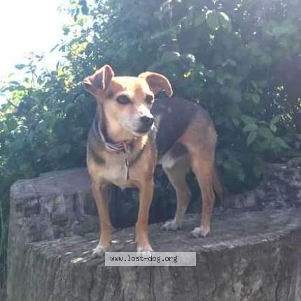 Photo 1/1 Reunited dog Lost in Kahului