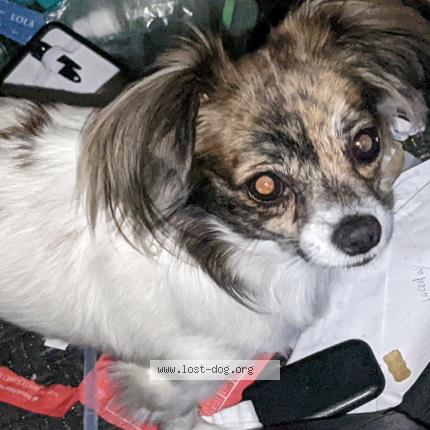 Picture of dog lost at Ala Moana