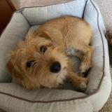 Alfie
