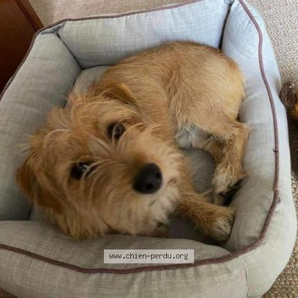 Foto 1/1 Hond teruggevonden Vermist in Bruxelles