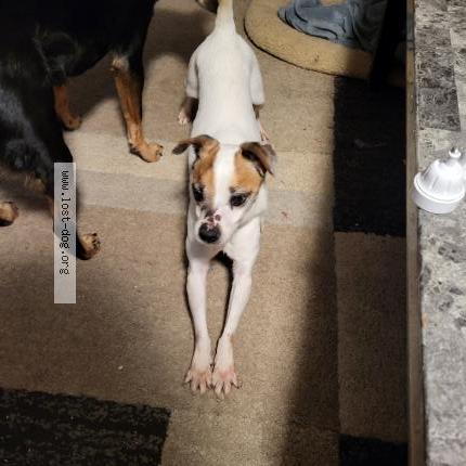 Picture of dog found at Milford