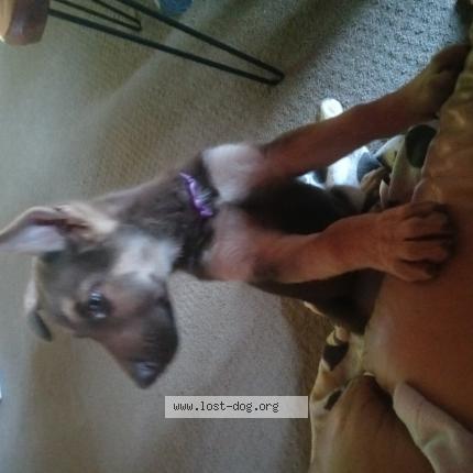 Photo 1/1 Reunited dog Lost in Menifee