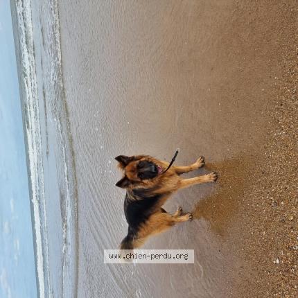 Foto 1/1 Hond teruggevonden Vermist in Arlon