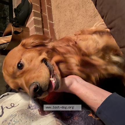 Photo 1/1 Reunited dog Lost in Henrico