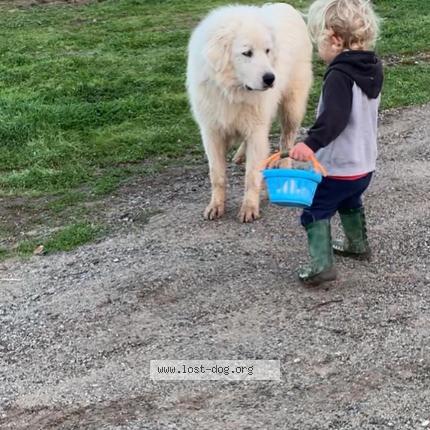 Photo 1/1 Reunited dog Lost in Watsonville