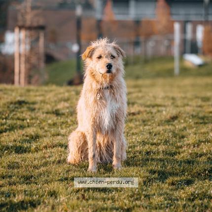 Foto van vermiste hond in Louvain La Neuve