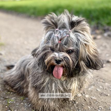 Foto 1/1 Hond teruggevonden Vermist in Angleur