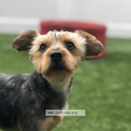 Picture of dog lost at Benton