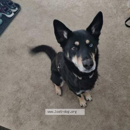 Photo 1/1 Reunited dog Found in Saint Paul
