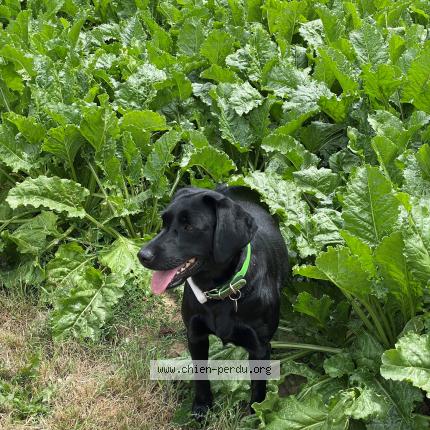 Foto van vermiste hond in Frasnes Lez Buissenal