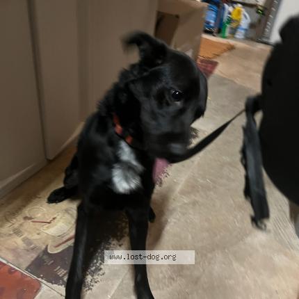 Photo 1/1 Reunited dog Found in Haymarket