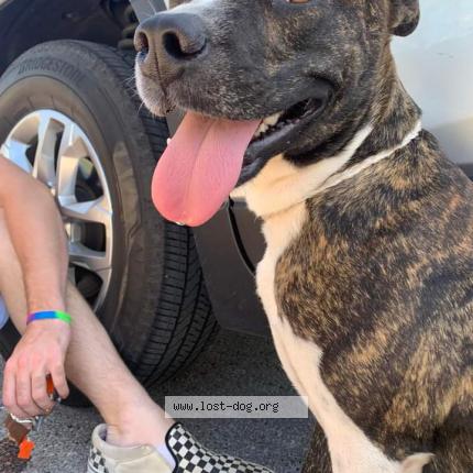 Photo 1/1 Reunited dog Lost in Durant Ok