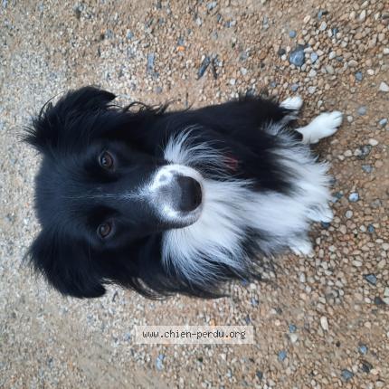 Foto van vermiste hond in Isnes
