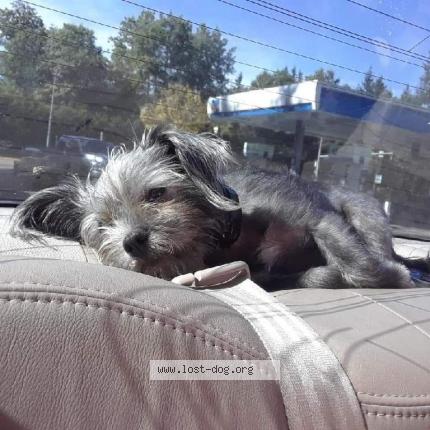 Picture of dog lost at Seattle