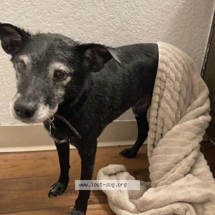 Photo 1/1 Reunited dog Lost in Tucson