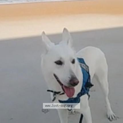 Photo 1/1 Reunited dog Lost in Ormond Beach