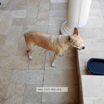 Photo 1/1 Reunited dog Found in Fort Lauderdale