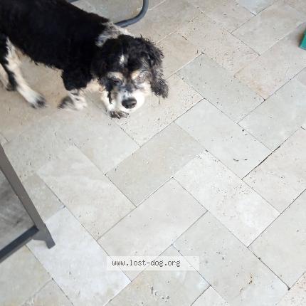 Photo 1/1 Reunited dog Found in Fort Lauderdale