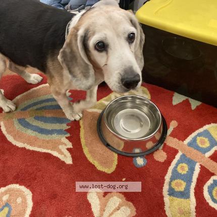 Picture of dog found at Sycamore Hills