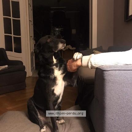 Foto 1/1 Hond teruggevonden Vermist in Kessel Lo
