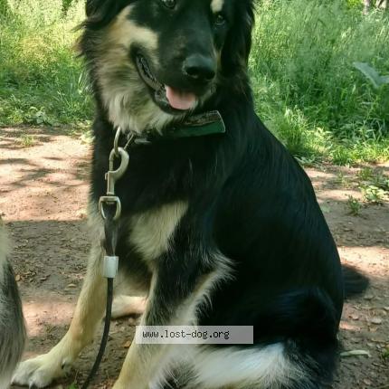 Photo 1/1 Reunited dog Lost in Jackson