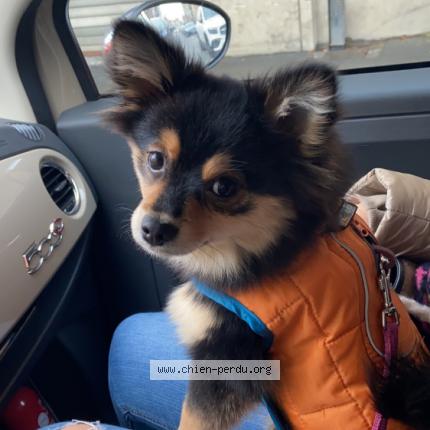 Foto 1/1 Hond teruggevonden Vermist in Montignies Sur Sambre