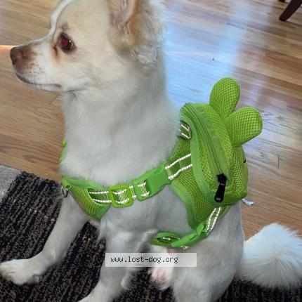 Photo 1/1 Reunited dog Lost in Greeley