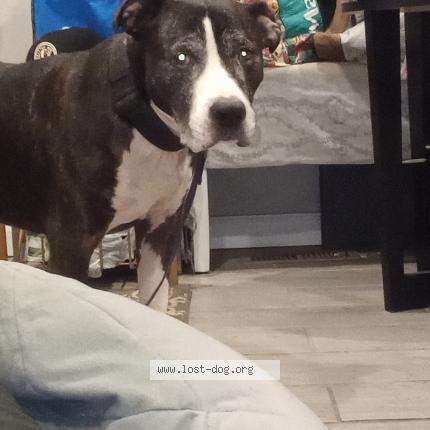 Picture of dog lost at Philadelphia