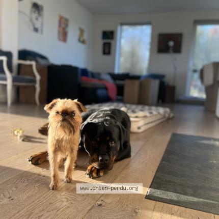 Foto van vermiste hond in Flemalle