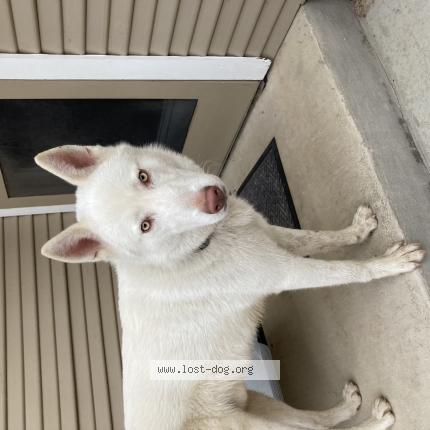 Photo 1/1 Reunited dog Found in Fort Worth Tx