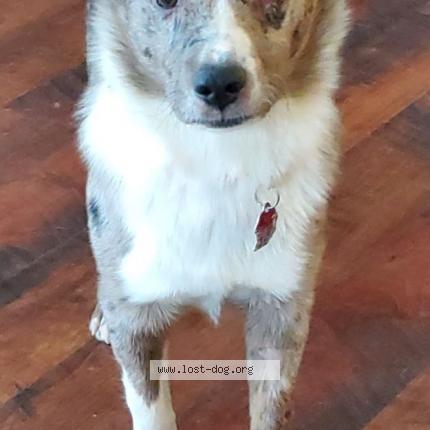 Picture of dog lost at West St Paul
