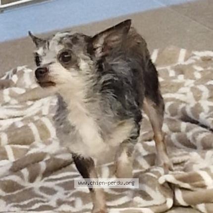 Foto 1/1 Hond teruggevonden Vermist in Grivegnee