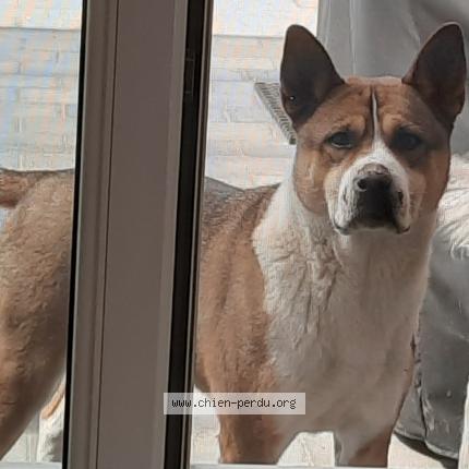Foto 1/1 Hond teruggevonden Vermist in Ambresin