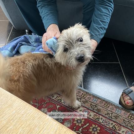 Foto van gevonden hond in Olne
