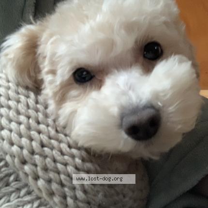 Picture of dog lost at Brooklyn