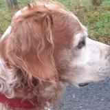 Picture of dog found at St Clement Bussiere